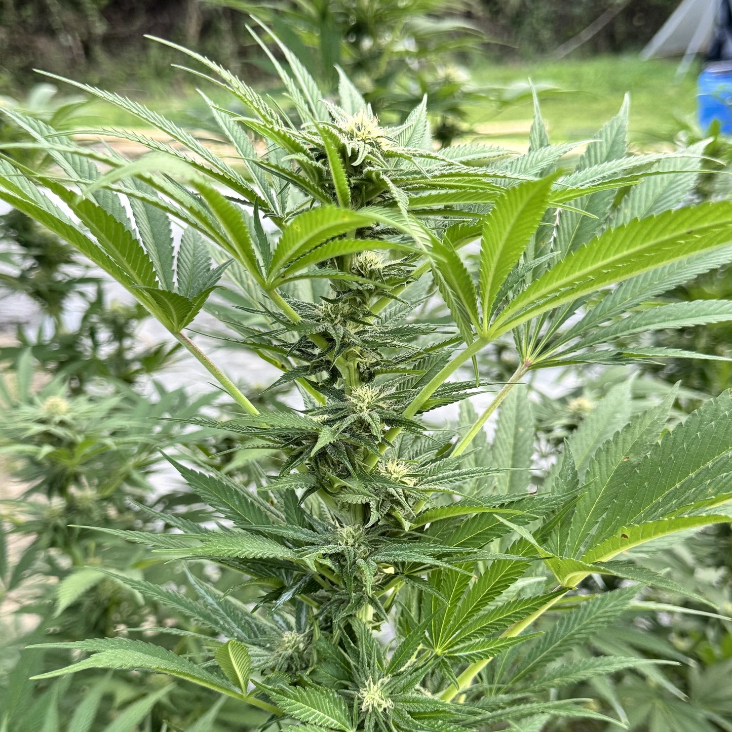 RESERVA DEL KILIMANJARO