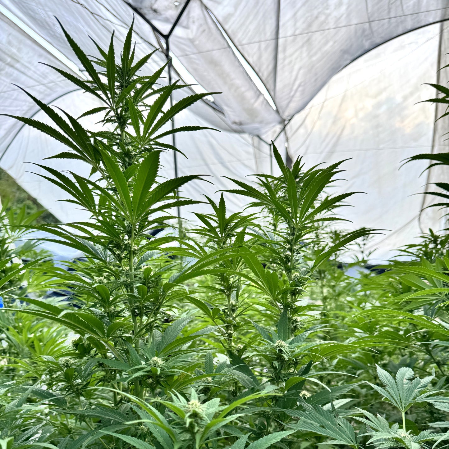 RESERVA DEL KILIMANJARO