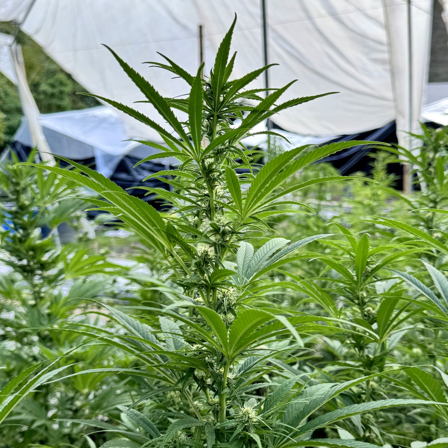 RESERVA DEL KILIMANJARO