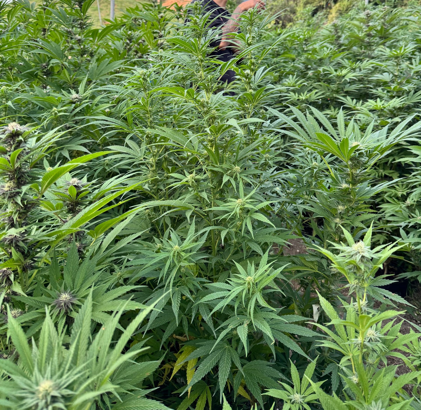 RESERVA DEL KILIMANJARO