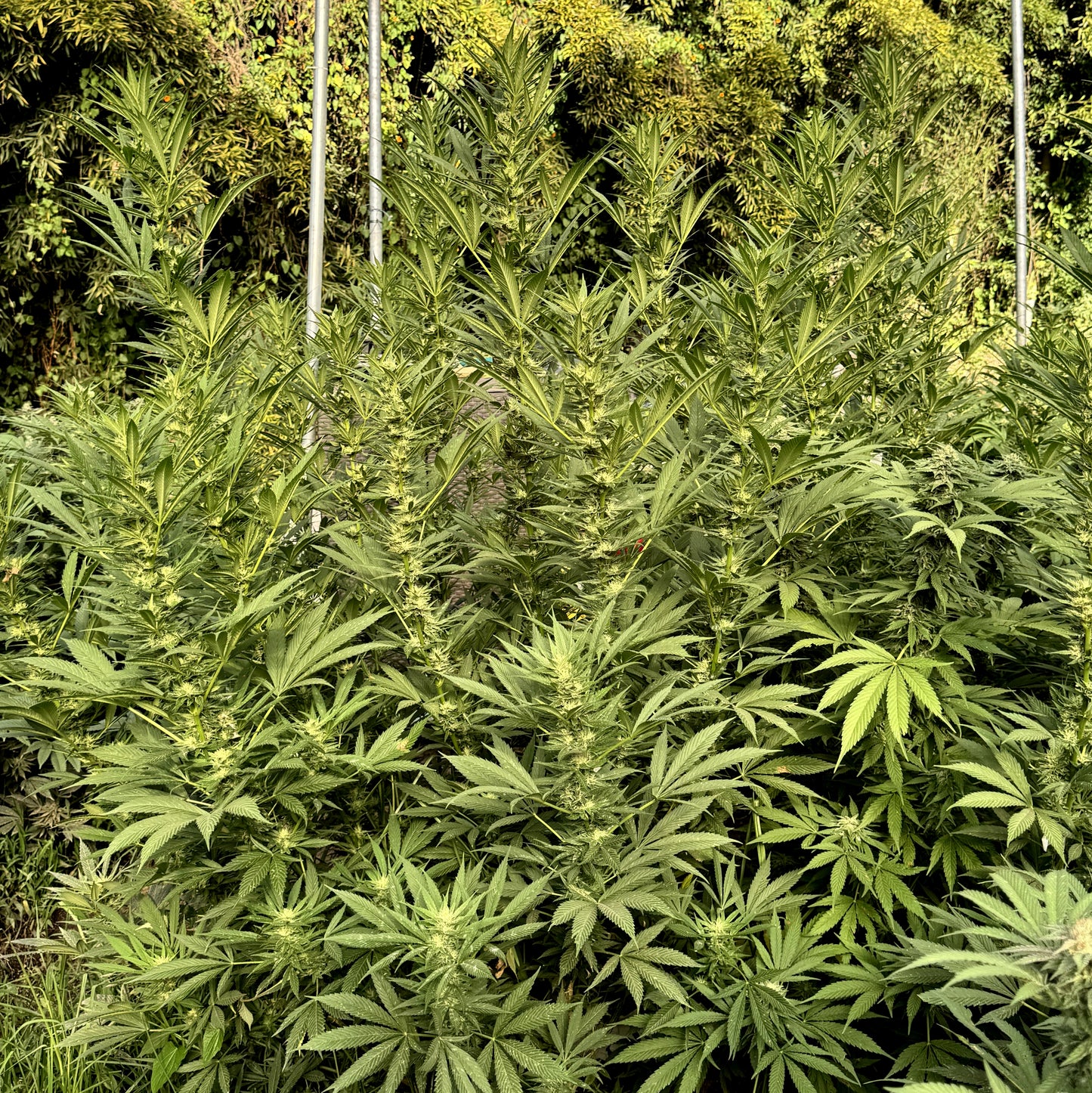 ACAPULCO GOLD RESERVE