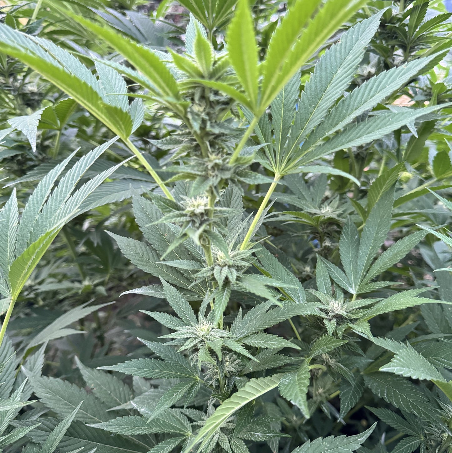 RESERVA DE MADAGASCAR