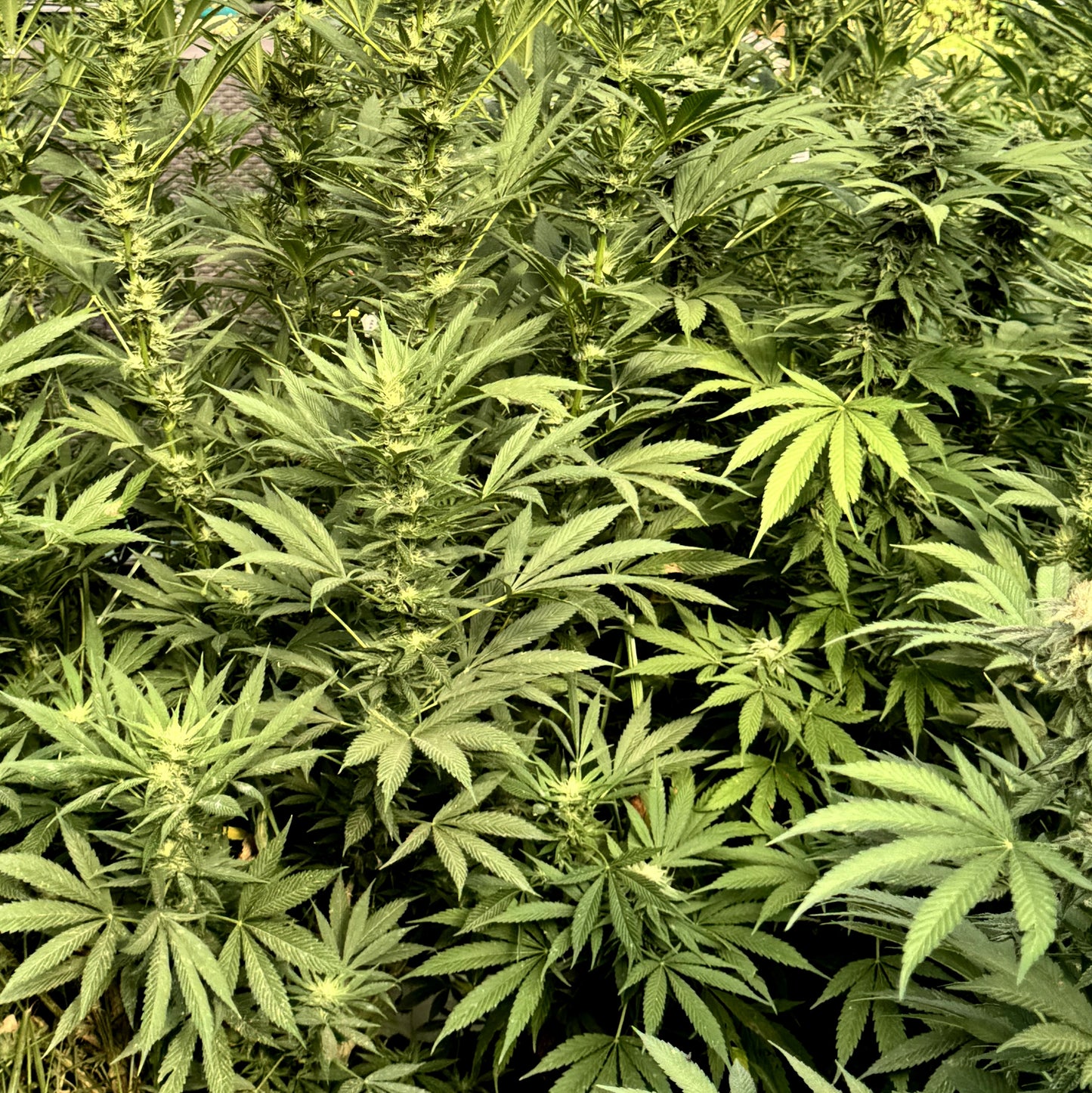 ACAPULCO GOLD RESERVE