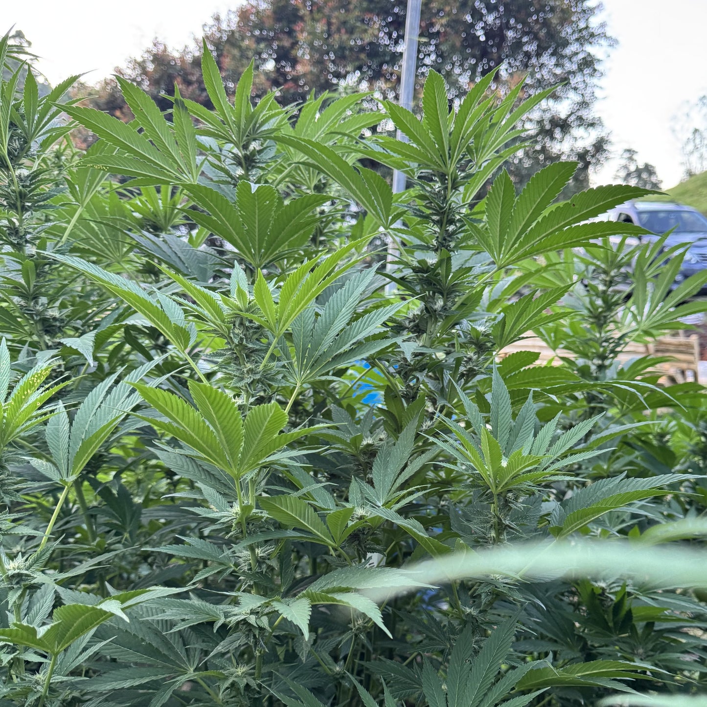 RESERVA DE MADAGASCAR