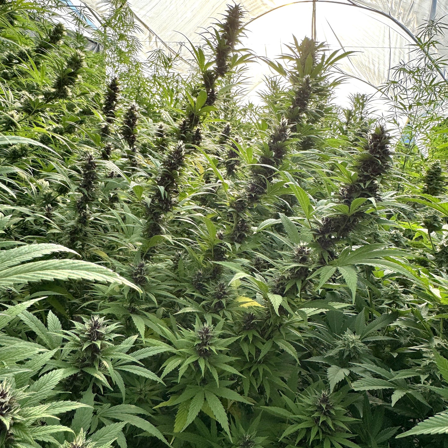 PURPLE GOLD COLOMBIANA