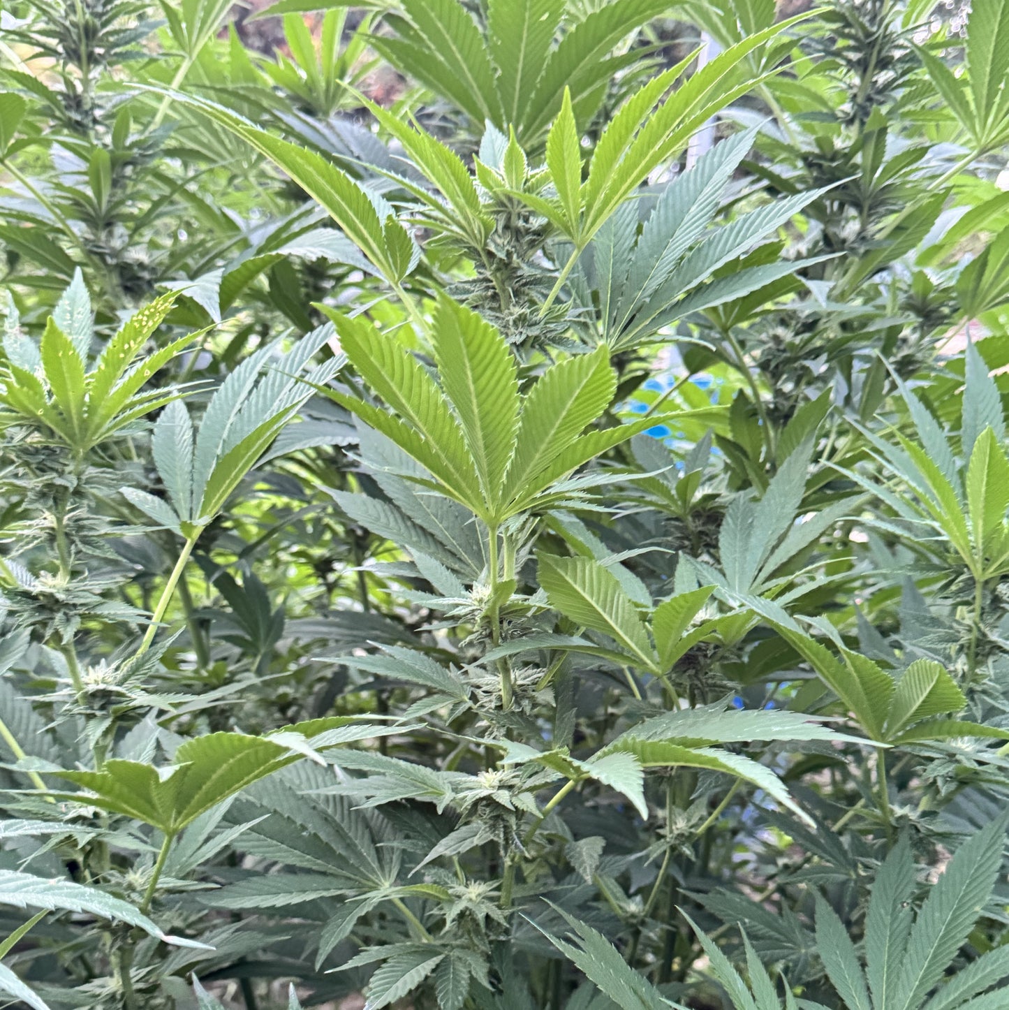 RESERVA DE MADAGASCAR