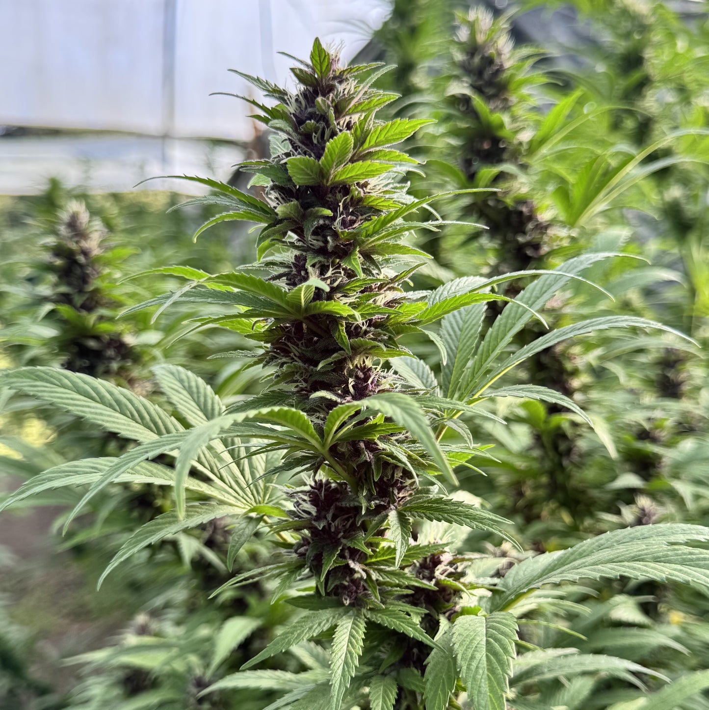 PURPLE GOLD COLOMBIANA