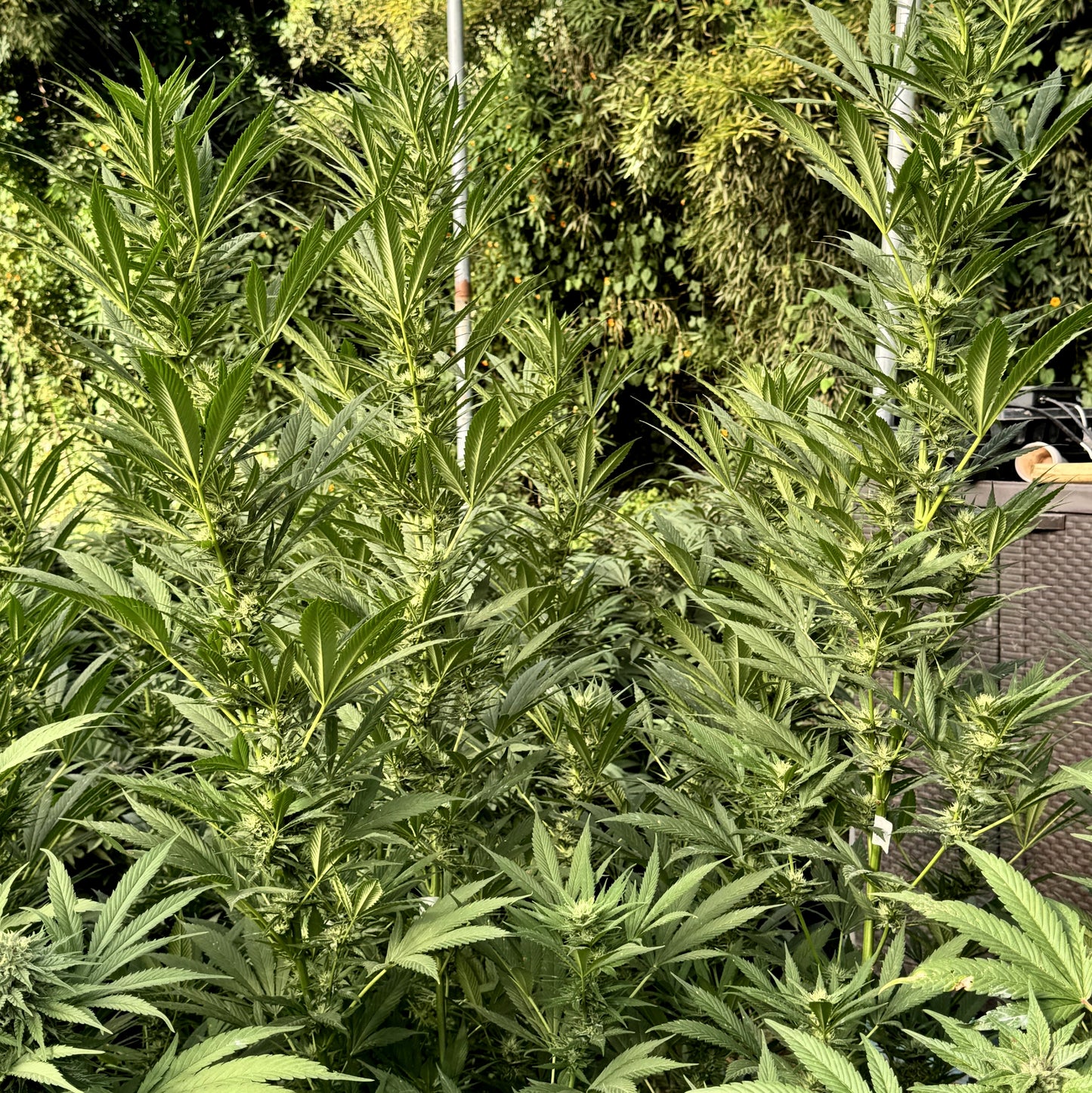 ACAPULCO GOLD RESERVE