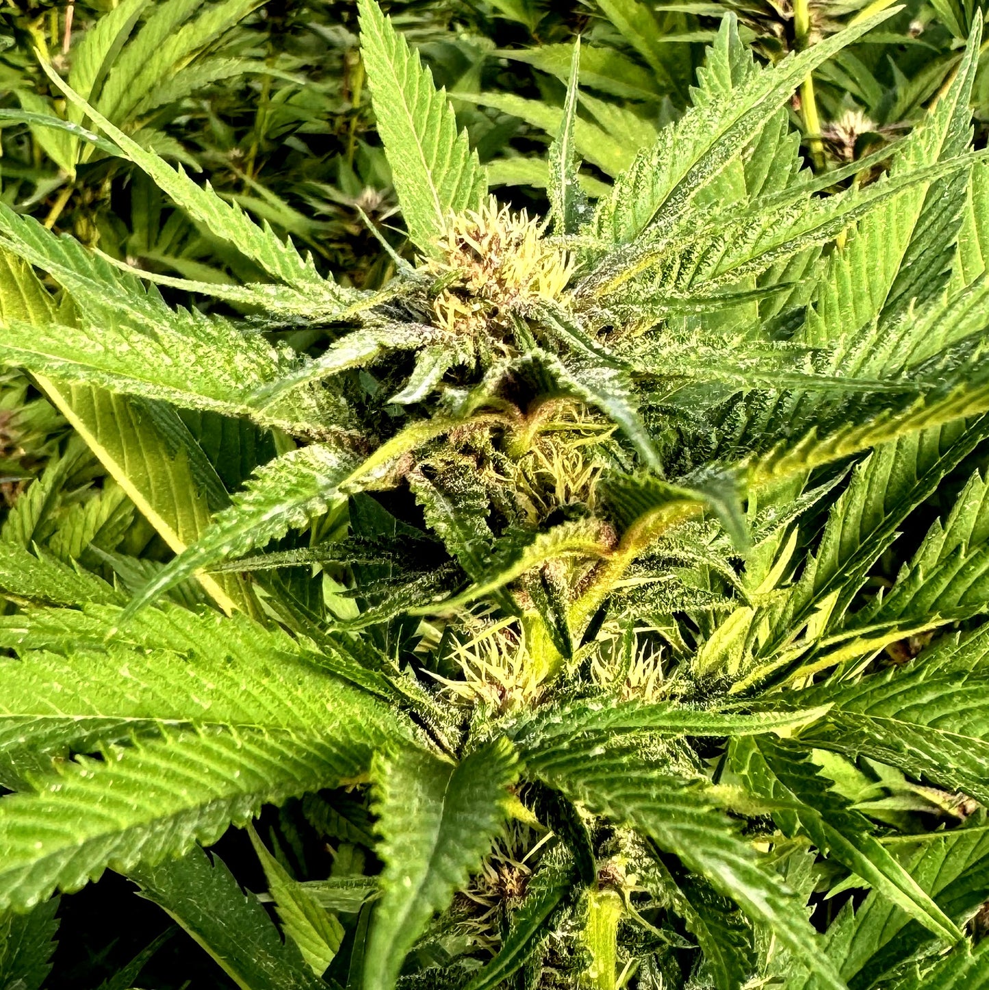 FRUIT COCKTAIL (SALPICON)