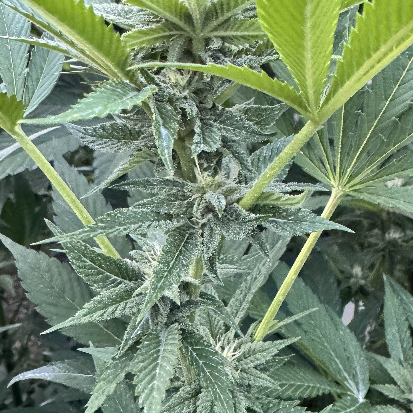 RESERVA DE MADAGASCAR