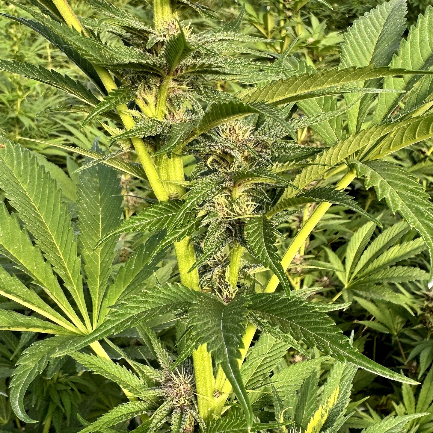 FRUIT COCKTAIL (SALPICON)