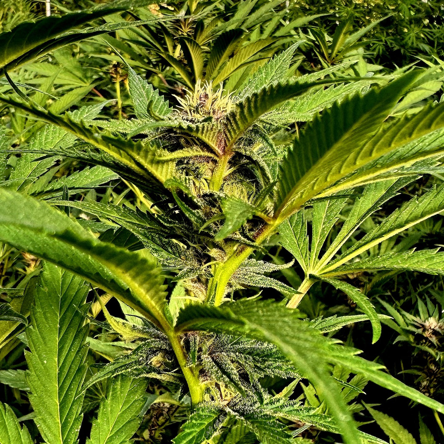 FRUIT COCKTAIL (SALPICON)