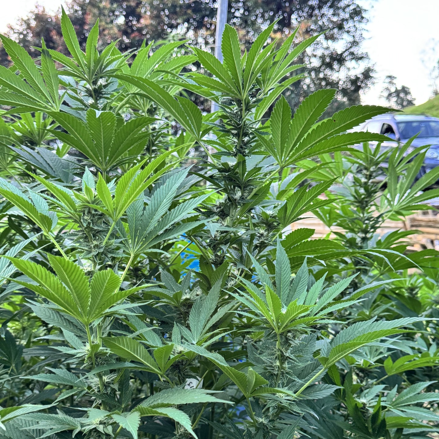 RESERVA DE MADAGASCAR