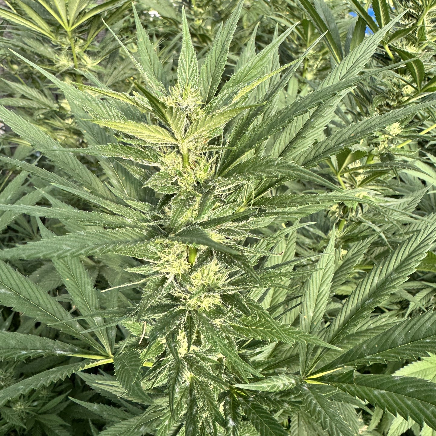 ACAPULCO GOLD RESERVE