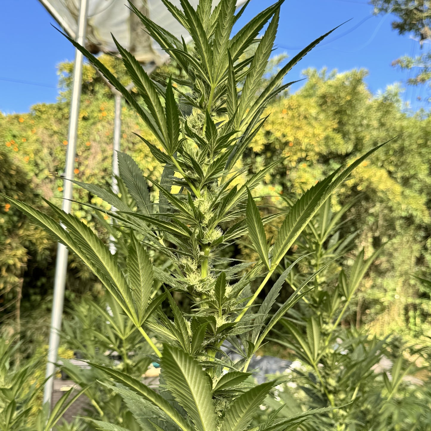 ACAPULCO GOLD RESERVE