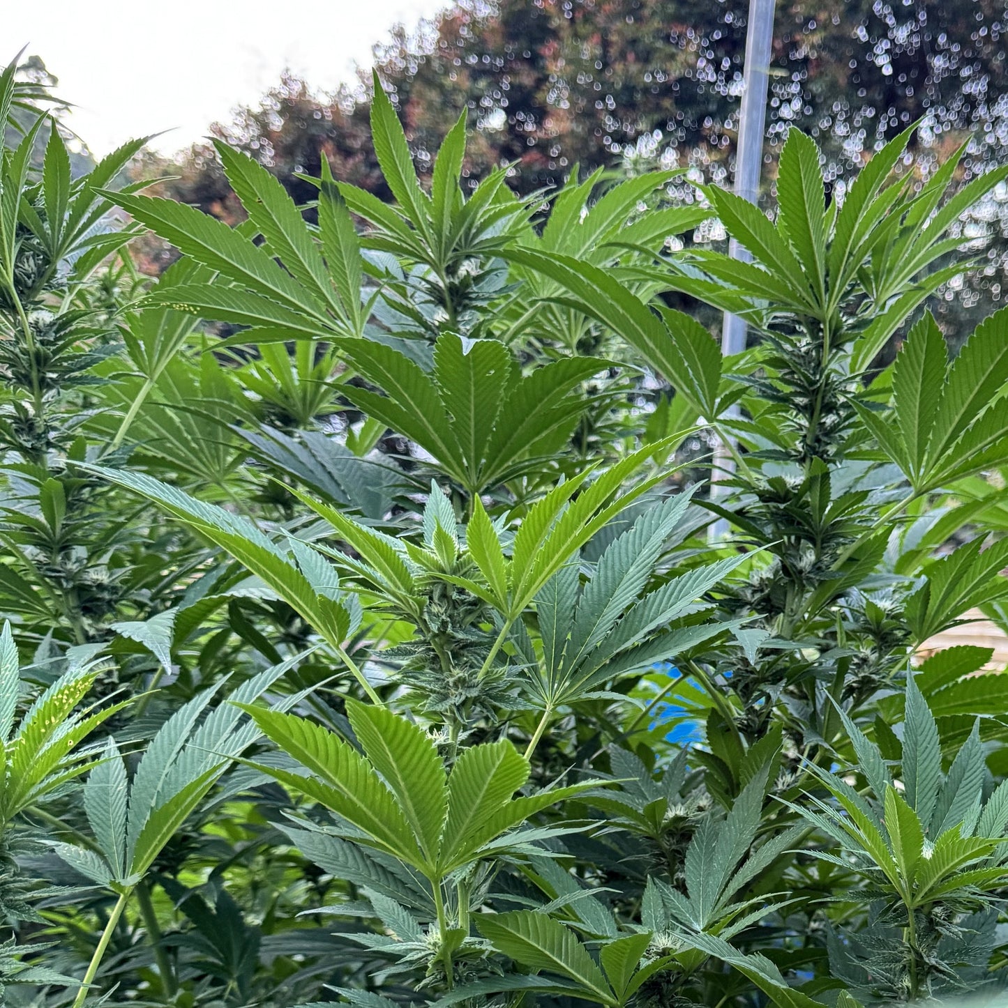 SOUR HAZE (LULO HAZE)