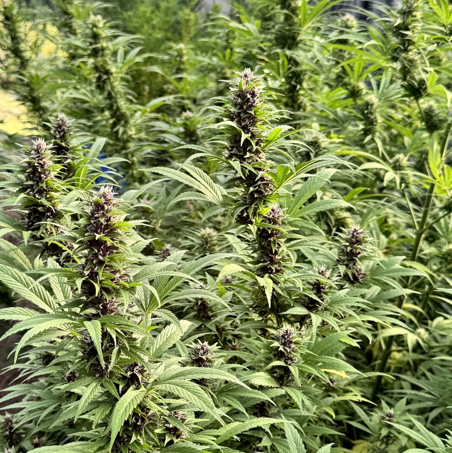 PURPLE GOLD COLOMBIANA