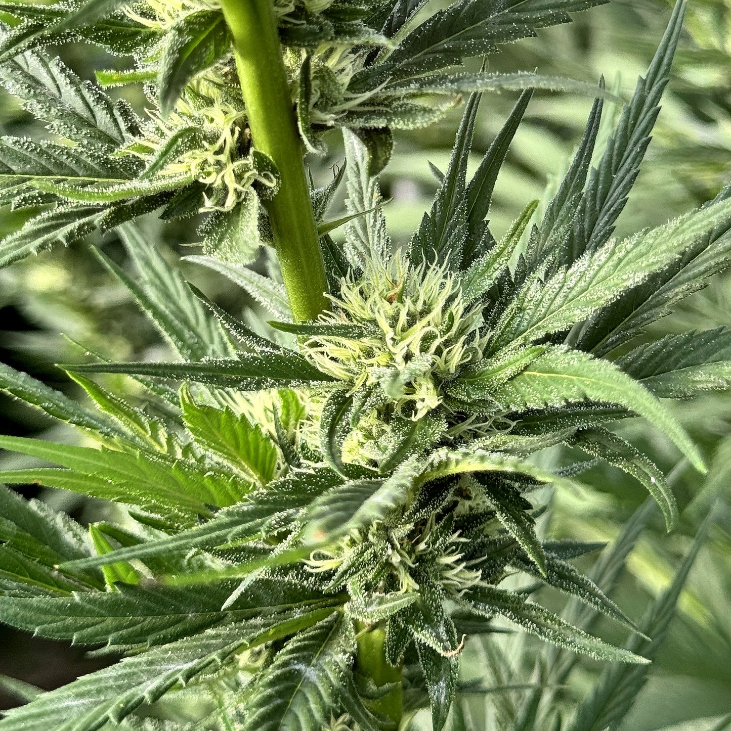 ACAPULCO GOLD RESERVE