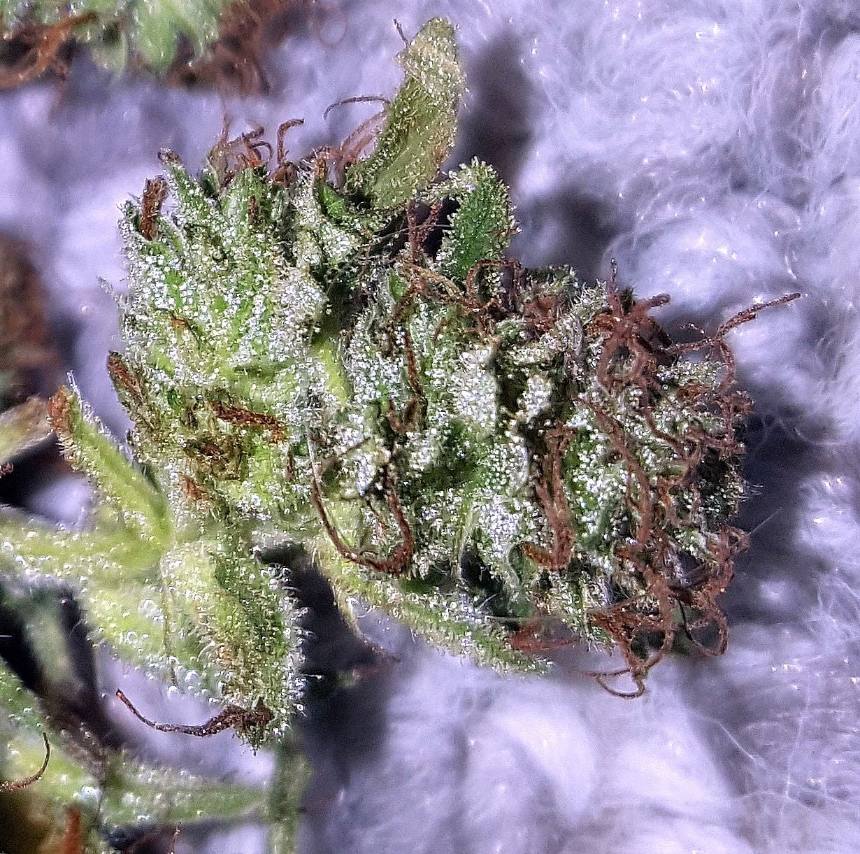 JIHADI KUSH HASHPLANT